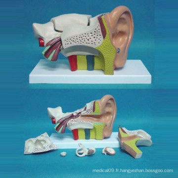 Modèle d&#39;anatomie biologique de l&#39;oreille humaine pour l&#39;enseignement médical (R070102)